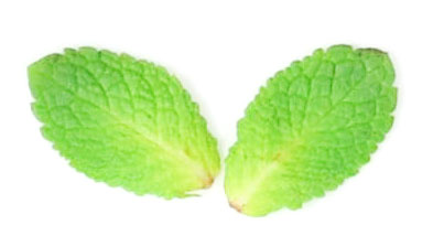 feuile de menthe
