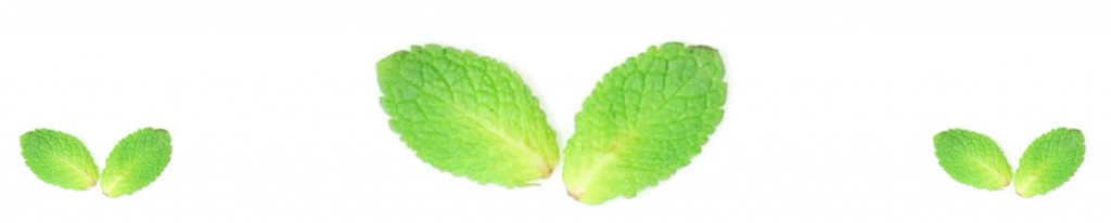 menthe fraiche feuille