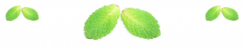 menthe fraiche feuille