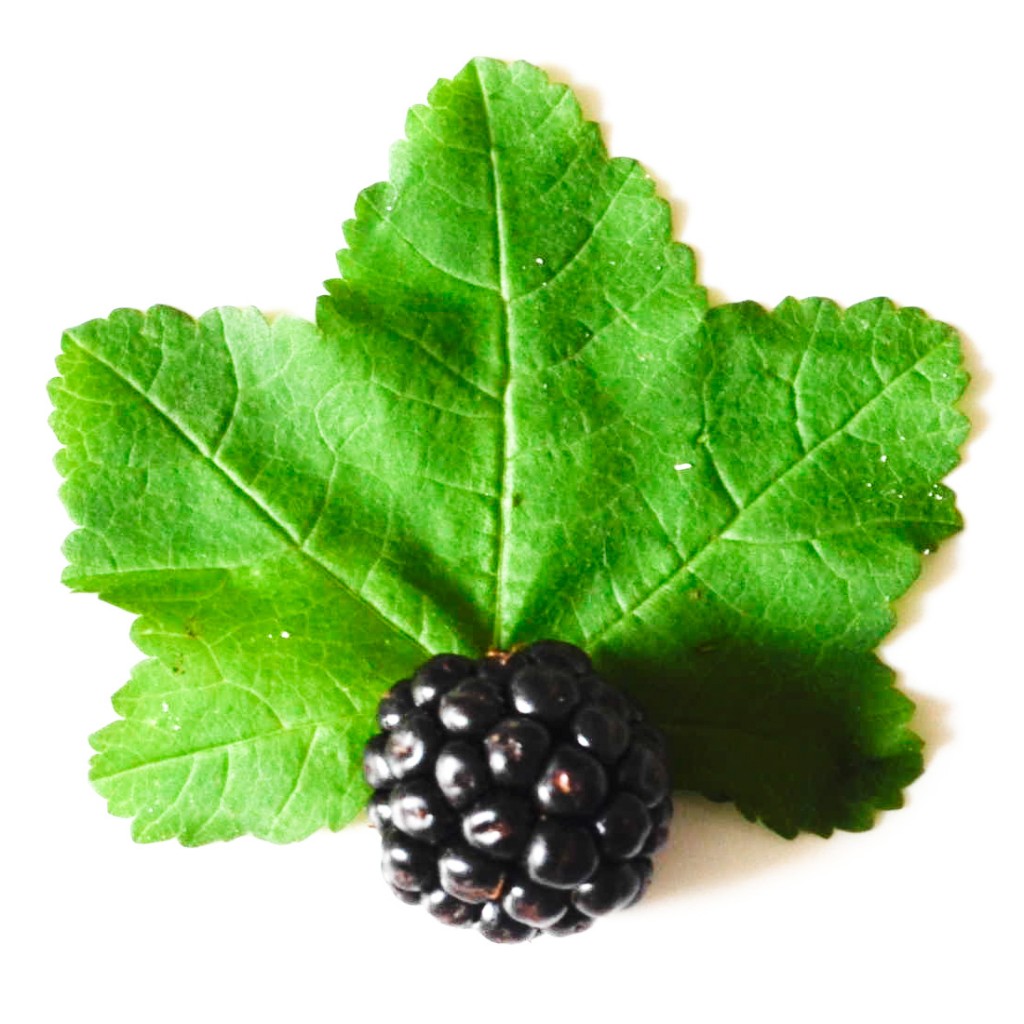Mûre sauvage Feuille de Mauve