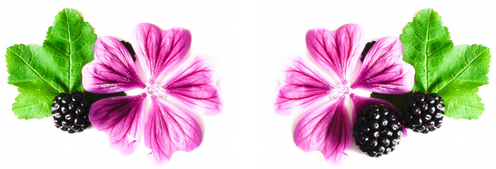 fleur de mauve et mûres sauvages