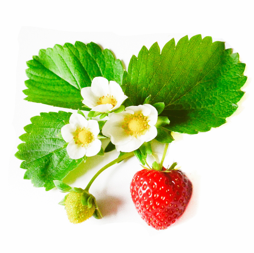 fraise fleurs et feuilles de fraisier