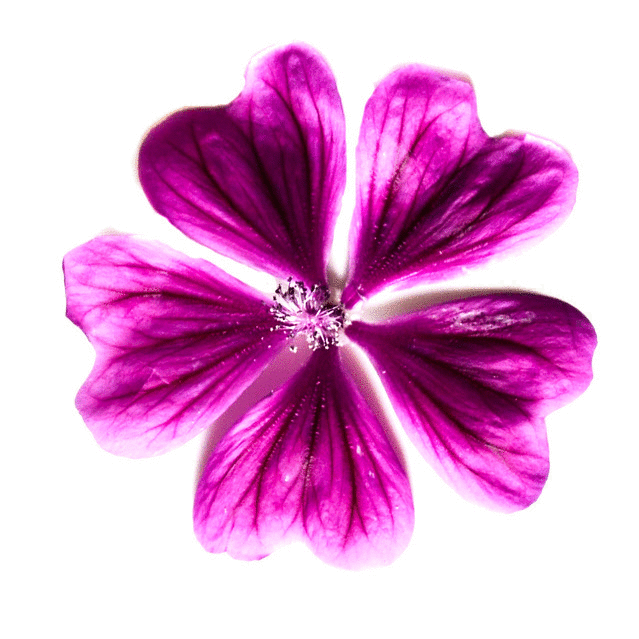 fleur comestible de mauve